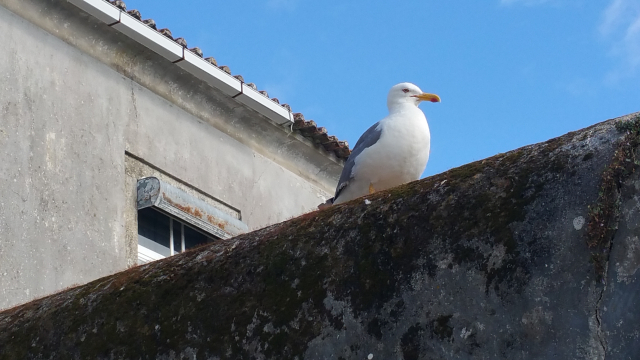 CAMINHA 12