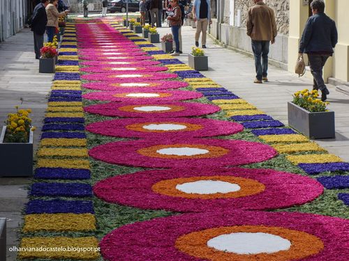 Tapetes de flores, Caminha (6)