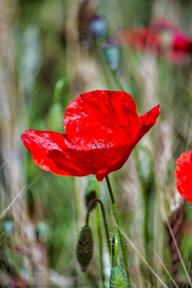 Poppy Bras – SOIE JARDIN